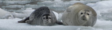Harbor Seal mom and pup